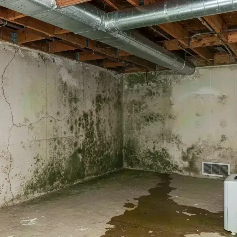 Professional Mold Removal in New Glarus, WI